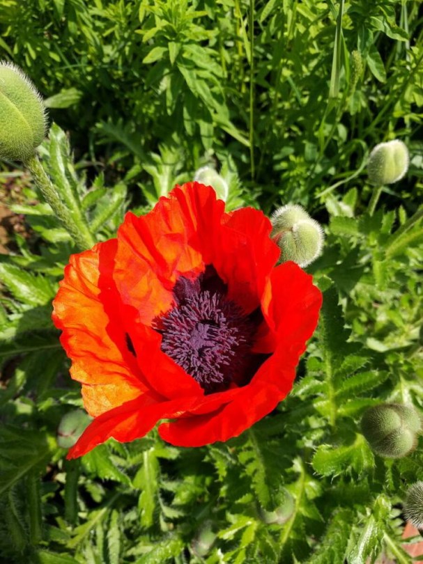 Staudenmohn - Türkischer Mohn, Papaver orientale, virág